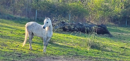 PZ Sprinkle Blends - Full Inventory Found in Google Doc listed below...