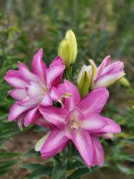 PZ Sprinkle Blends - Full Inventory Found on LinkTree